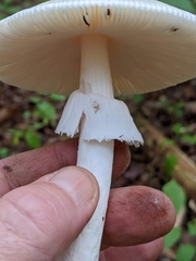 Amanita murrilliana
