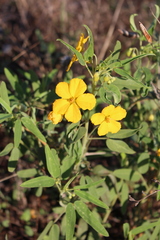 Senna roemeriana