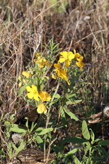 Senna roemeriana