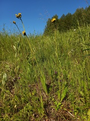 Pilosella onegensis