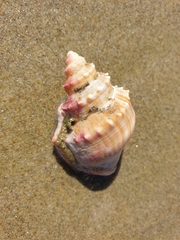 Struthiolaria papulosa