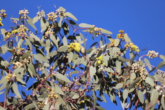 Lichmera indistincta