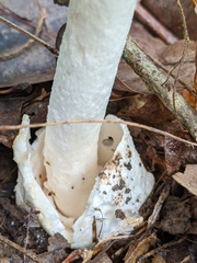 Amanita murrilliana