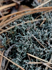 Cladonia furcata