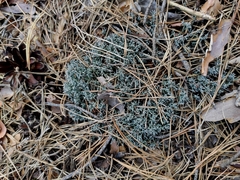 Cladonia furcata