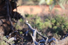 Lichmera indistincta