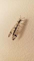 Dendroleon obsoletus