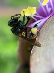 Trigona fulviventris