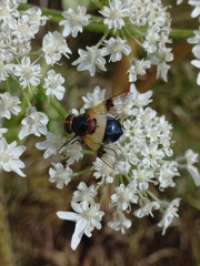 Volucella pellucens