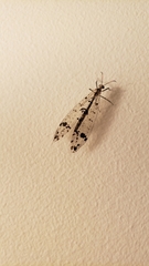 Dendroleon obsoletus