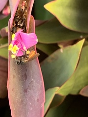 Trigona fulviventris