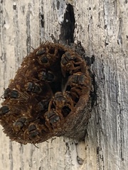 Trigona fulviventris