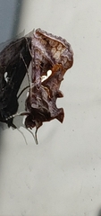 Autographa precationis