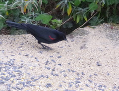 Agelaius phoeniceus californicus