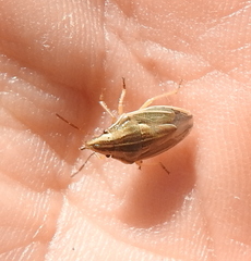 Aelia acuminata