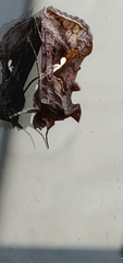 Autographa precationis