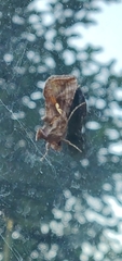 Autographa precationis