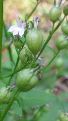 Lobelia inflata iNat (3)