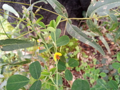 Goodia medicaginea