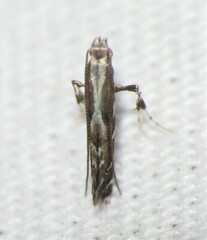 Leucospilapteryx venustella