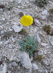 Papaver alpinum