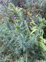 Ulex