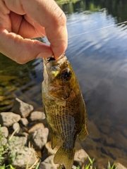 Ambloplites rupestris