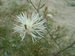 Centaurea diffusa