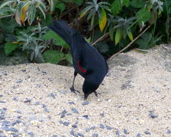 Agelaius phoeniceus californicus