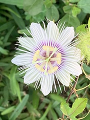 Passiflora foetida