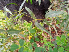Goodia medicaginea