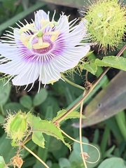 Passiflora foetida