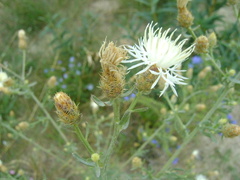 Centaurea diffusa