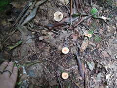 Lactarius camphoratus