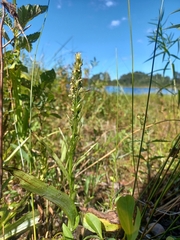 Platanthera flava herbiola
