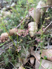 Platysace tenuissima