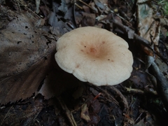 Lactarius camphoratus