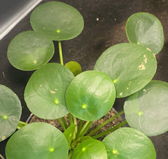 Pilea peperomioides