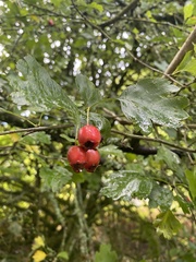 Crataegus laevigata