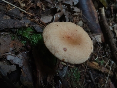 Lactarius camphoratus