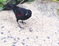 Agelaius phoeniceus californicus