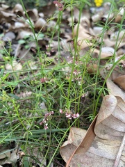 Platysace tenuissima