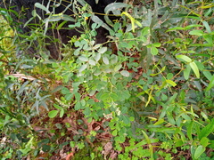 Goodia medicaginea