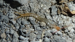 Scolopendra canidens