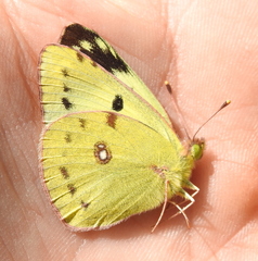 Colias