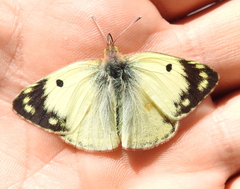 Colias