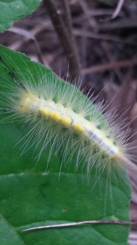 Definite Tussock Moth photo 5