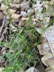 Platysace tenuissima
