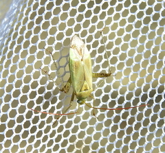 Adelphocoris lineolatus