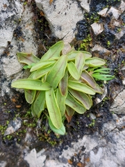 Pinguicula alpina